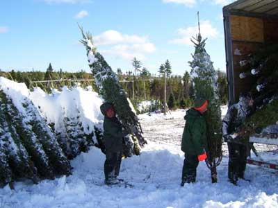 Loading trees on trailers