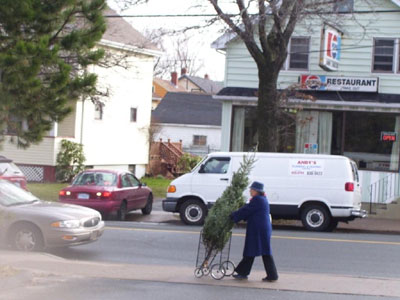 Make sure to transport your tree with care